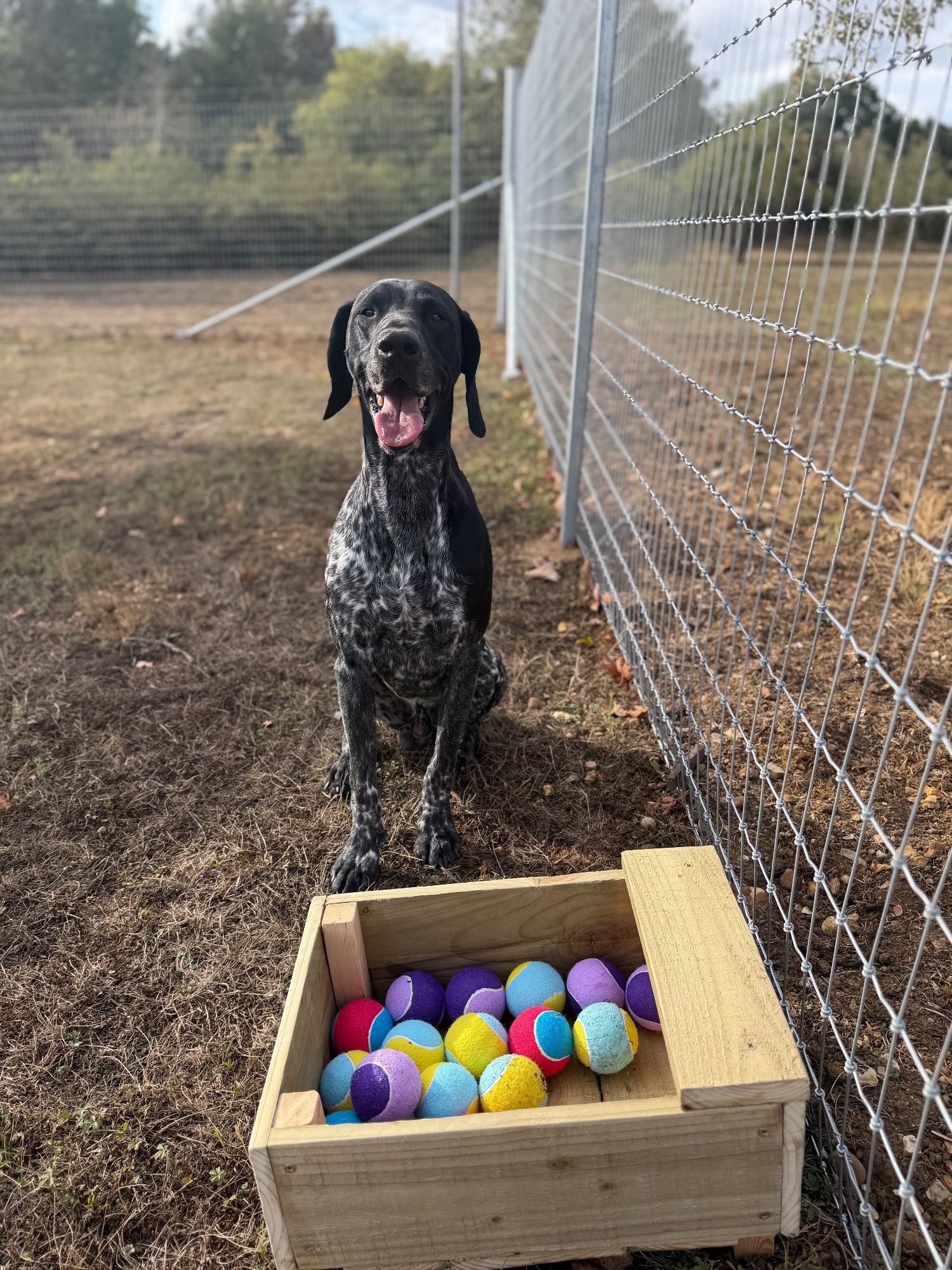 A dog leaping over agility equipment