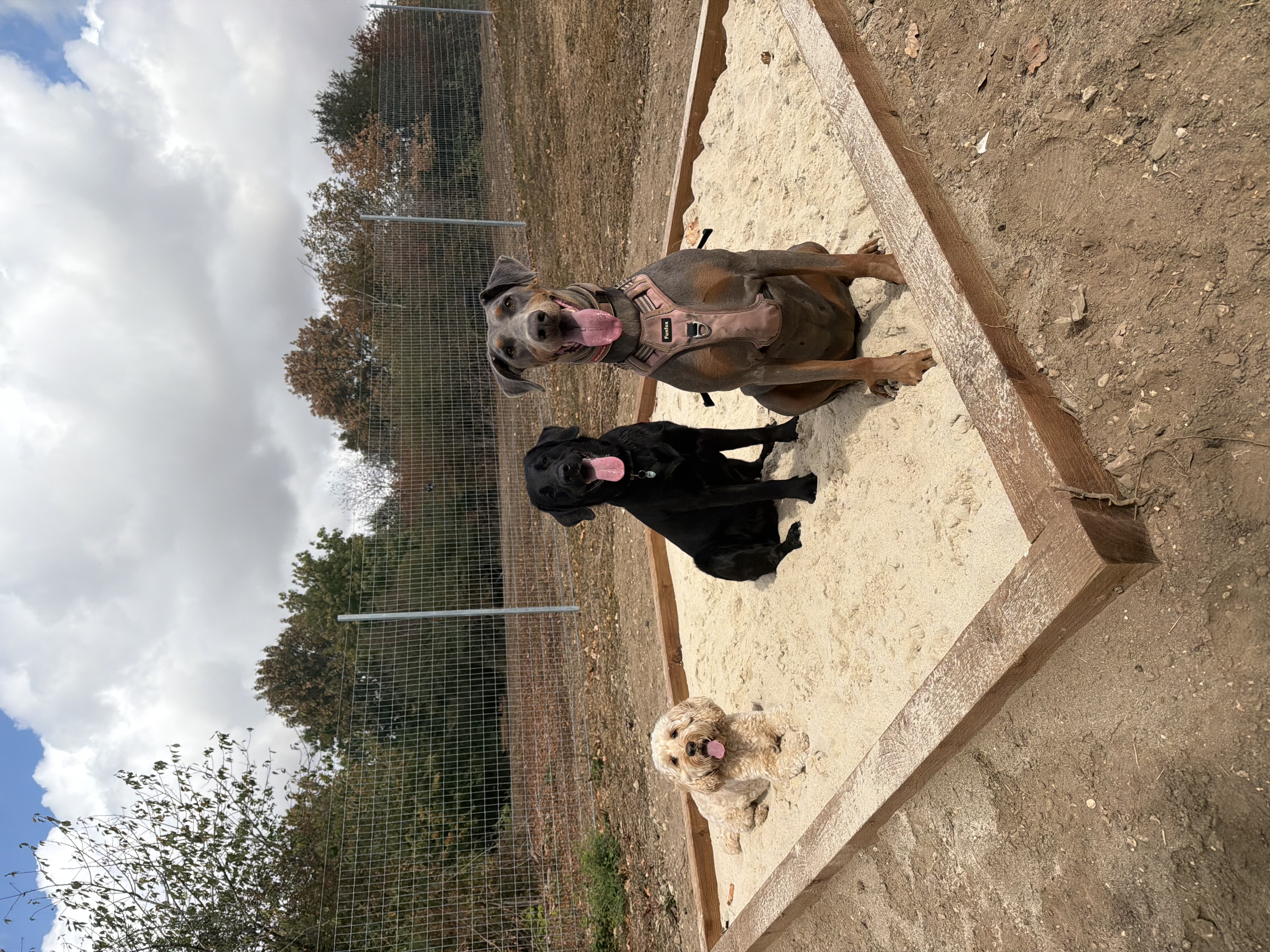 A dog walking along a wooden agility ramp